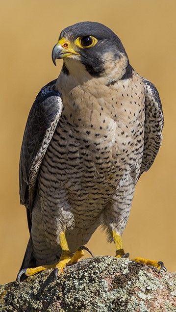 UAE National Bird