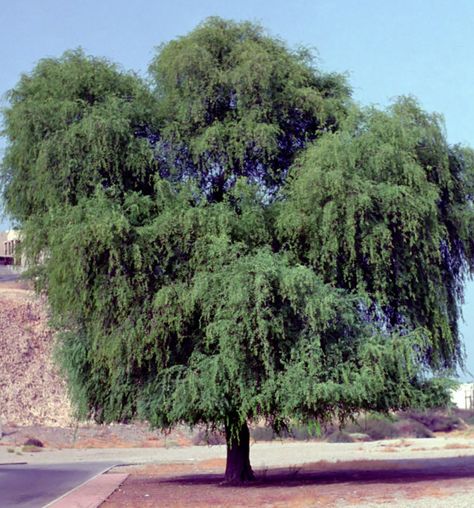 Ghaf Tree