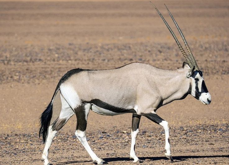 Arabian Oryx